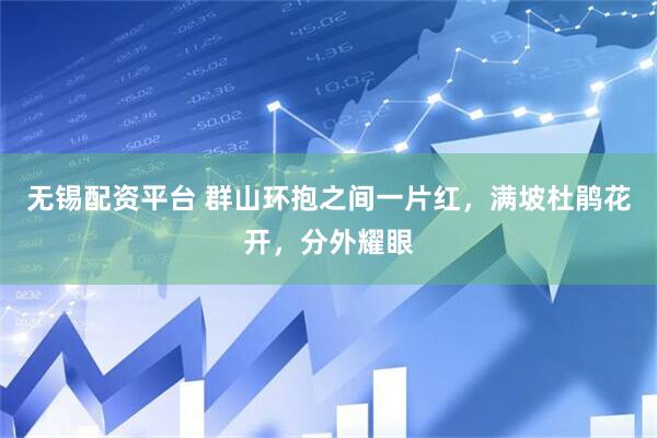 无锡配资平台 群山环抱之间一片红，满坡杜鹃花开，分外耀眼